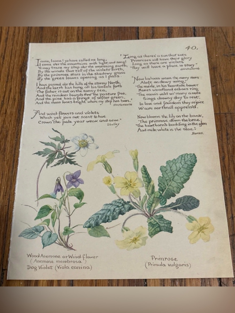 1977 Botanical Print Page with Primrose & Violet Illustration 9”x7”